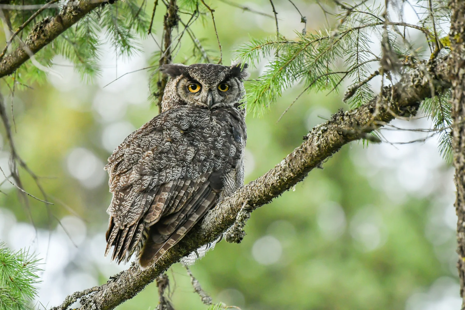 A close-up of a grey owl photographed by Henry Dinardo.